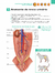 Imagem do ATLAS EDUCACIONAL PARA TUTORES DE PET NEFROLOGIA E UROLOGIA