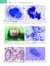 CITOPATOLOGIA EM CÃES E GATOS - ATLAS COLORIDO E GUIA PARA INTERPRETAÇÃO en internet