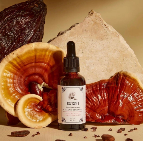 Reishi con cacao orgánico