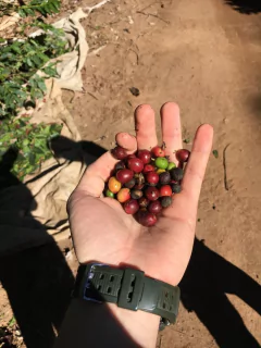 Brasil Mogiana-250 gramos - Padre Coffee 