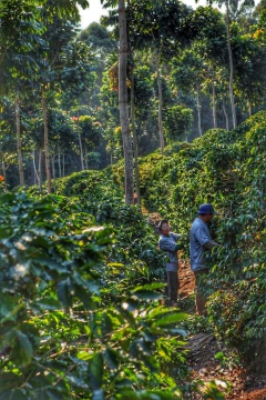 Brasil Sul de Minas-250 gramos en internet