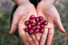 Guatemala Huehuetenango-500 gramos en internet