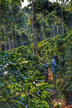 Brasil Sul de Minas-500 gramos - Padre Coffee 