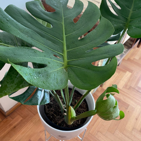 monstera maceta y pie hierro