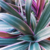 Tradescantia Spathacea
