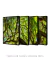 Imagem do Composição 4 Quadros Árvore da Esperança