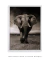 Quadro Elefante - Quadros para Decoração - Empório dos Quadros