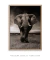 Imagem do Quadro Elefante
