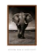 Quadro Elefante na internet