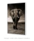 Imagem do Quadro Elefante