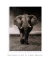 Quadro Elefante - loja online