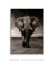 Quadro Elefante