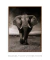 Quadro Elefante - Quadros para Decoração - Empório dos Quadros