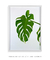 Quadro Monstera Deliciosa - Quadros para Decoração - Empório dos Quadros