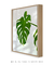 Quadro Monstera Deliciosa - Quadros para Decoração - Empório dos Quadros