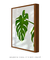 Quadro Monstera Deliciosa - Quadros para Decoração - Empório dos Quadros