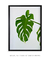 Quadro Monstera Deliciosa - comprar online