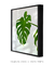 Quadro Monstera Deliciosa - comprar online