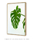 Imagem do Quadro Monstera Deliciosa