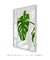 Quadro Monstera Deliciosa - loja online