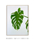 Quadro Monstera Deliciosa - comprar online