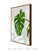 Quadro Monstera Deliciosa - loja online