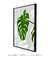 Imagem do Quadro Monstera Deliciosa