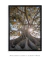 Imagem do Quadro Raízes