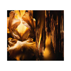 Dior Homme Parfum en internet