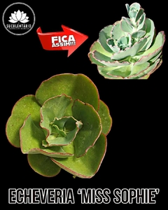 ECHEVERIA 'MISS SOPHIE' - CUIA 18