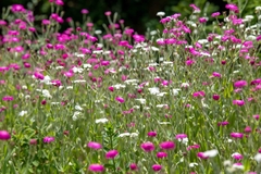 Banner de la categoría Plantas