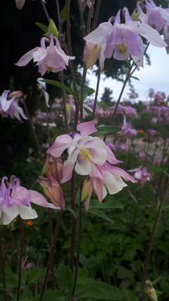Aquilegia mix: pack x 5 plantas