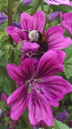 Malva silvestre ( 30 semillas ) - comprar online