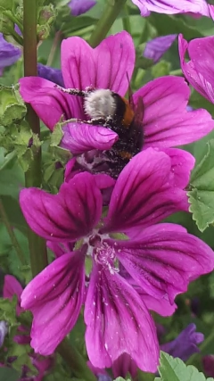 Malva silvestre ( 30 semillas ) - comprar online
