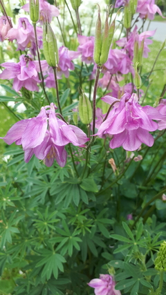 Aquilegia mix: pack x 5 plantas - comprar online