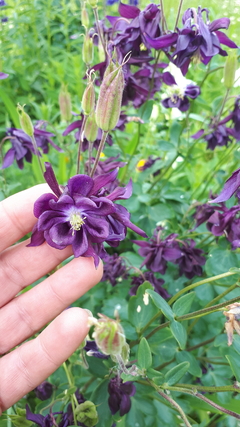 Aquilegia mix: pack x 5 plantas - tienda online
