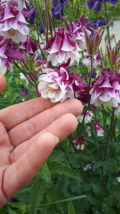 Aquilegia mix: pack x 5 plantas en internet