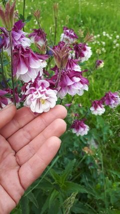 Aquilegia "petitcoat" ( 30 semillas )