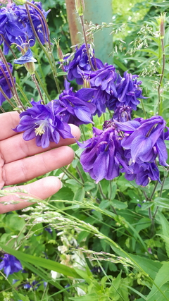 Aquilegia mix: pack x 5 plantas - Airedelbosque 