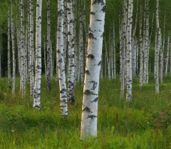 Abedul - betula alba ( 100 semillas ) en internet