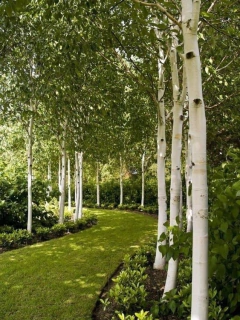 Abedul - betula alba ( 100 semillas ) - comprar online