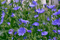 Cichorium Intybus ( 50 semillas ) - comprar online