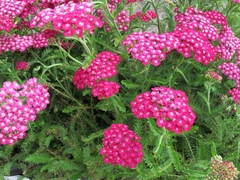 Achillea: pack x 5 plantines - comprar online