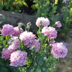 Amapola doble ( 50 semillas )