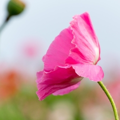 Amapola FUCSIA papaver somniferum ( 60 semillas )