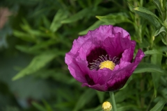 Amapolas lilas ( 100 semillas ) - SOMNIFERUM_ - comprar online