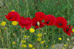 Amapola colorada / papaver rhoeas ( 100 semillas ) - comprar online