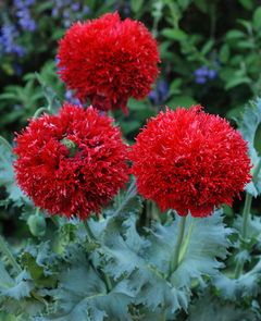 Amapola peonia " GIANT DOUBLE RED " ( 60 semillas )