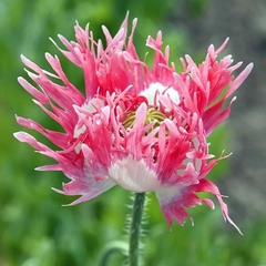 Amapola " pink fizz " : 60 semillas