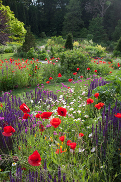 Amapola colorada / papaver rhoeas ( 100 semillas )